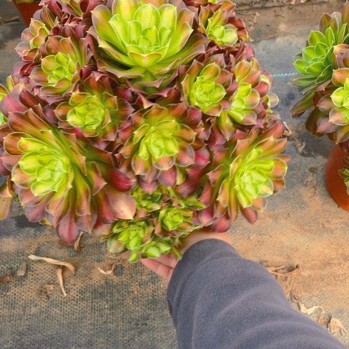 692韶华法师多肉断枝不售后