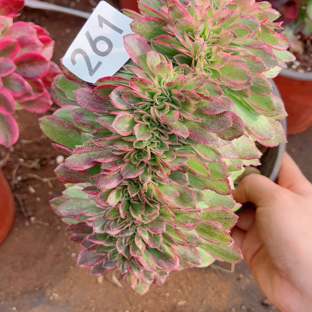 多肉植物261海王