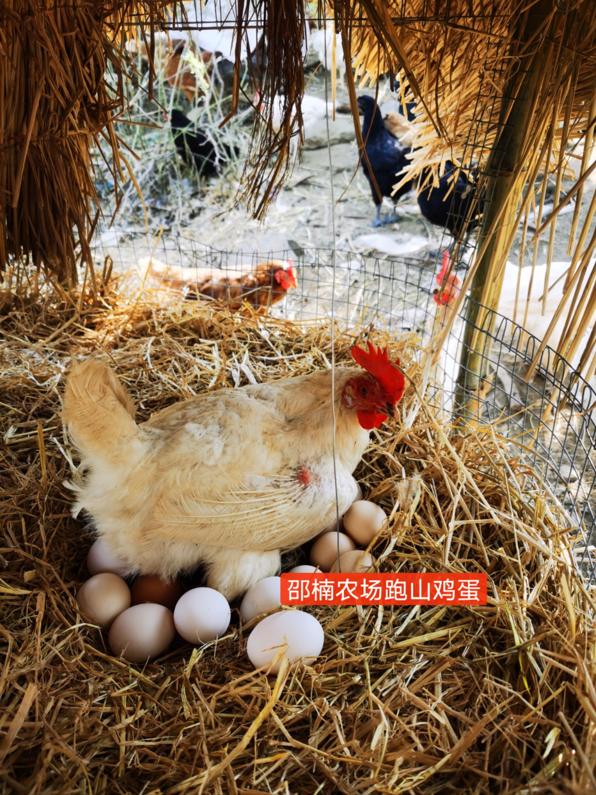 邵楠农场~散养跑山鸡蛋20斤