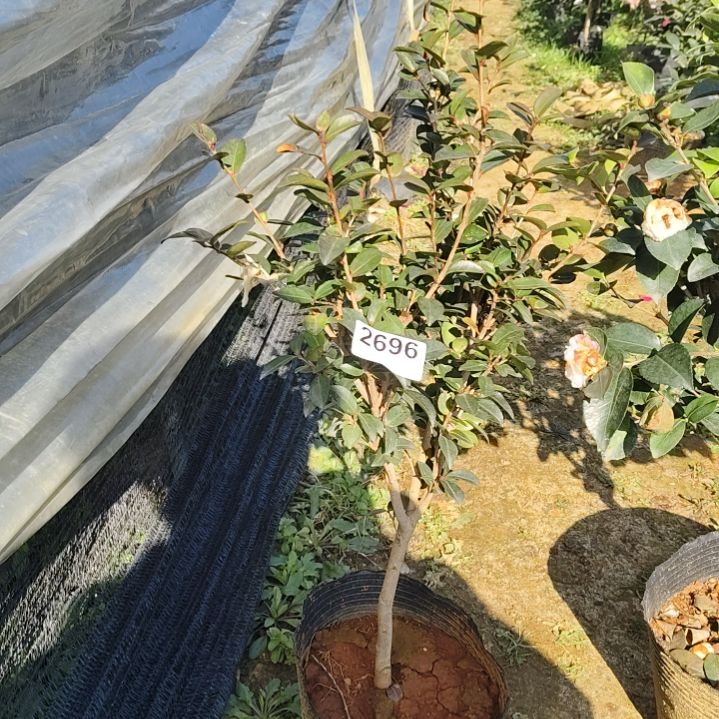 完全开放英八茶梅