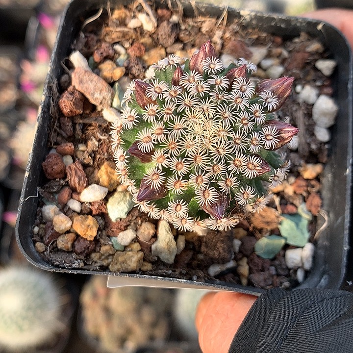 19 实生克氏丸3.6厘米