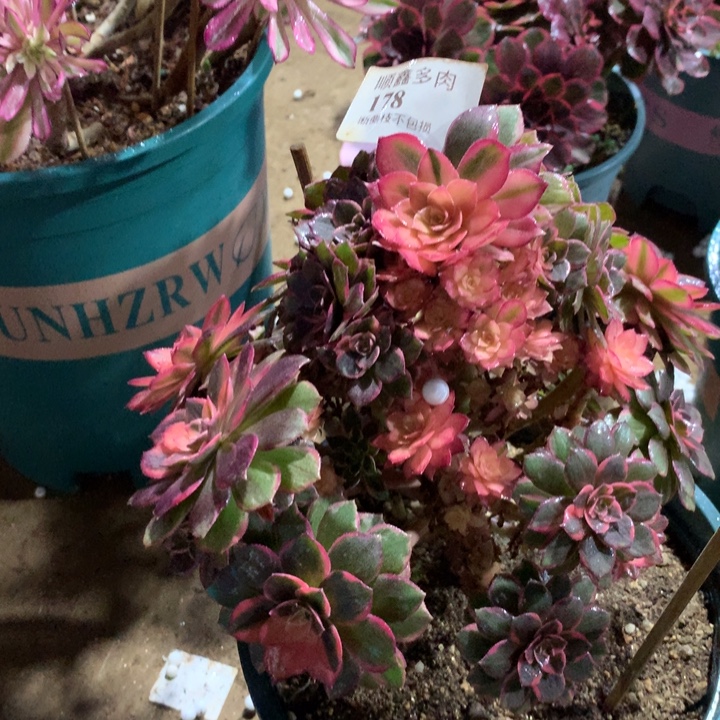 178黑膜锦多肉植物特价