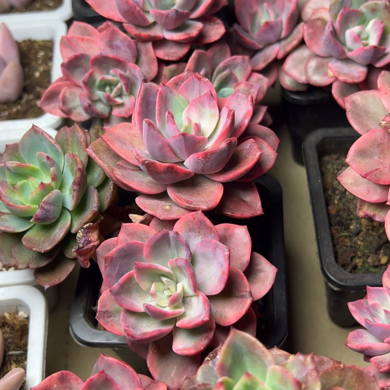 【闪购商品】粉哈林锦多肉19.8