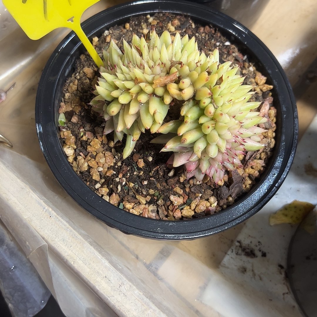 口红缀化锦77号多肉