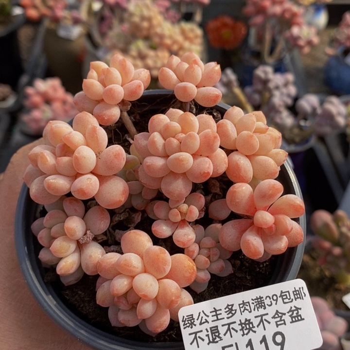 萌豆8cm119多肉植物