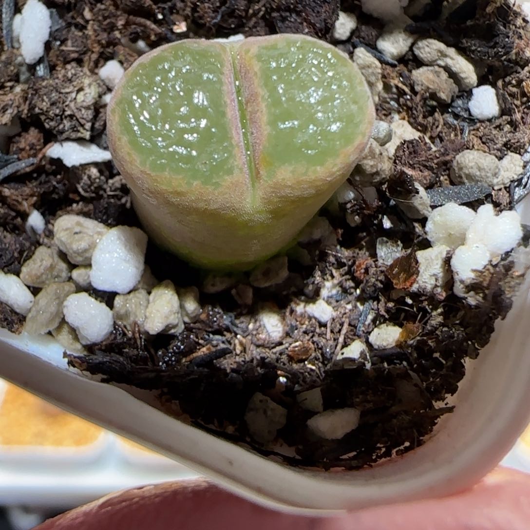肉锥多肉植物百科-稀有品种风铃有疤1235