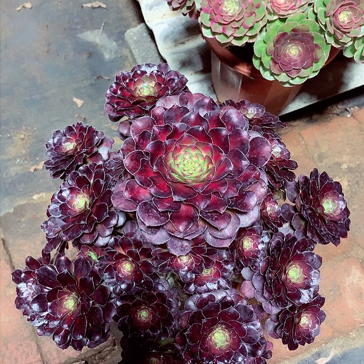 晚霞的，多肉植物