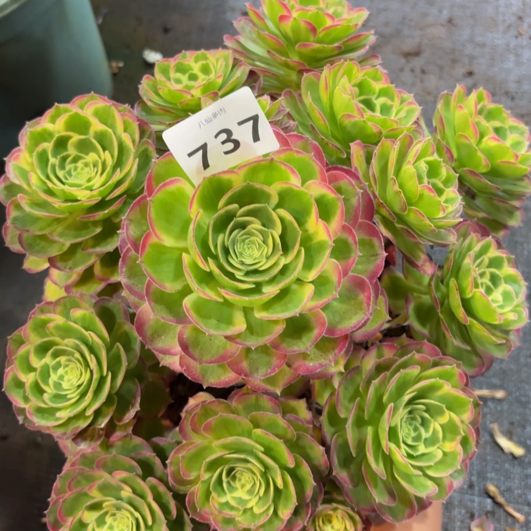 737多肉植物不知名