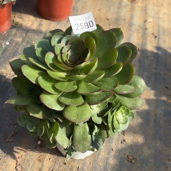 万圣节多肉法师2580