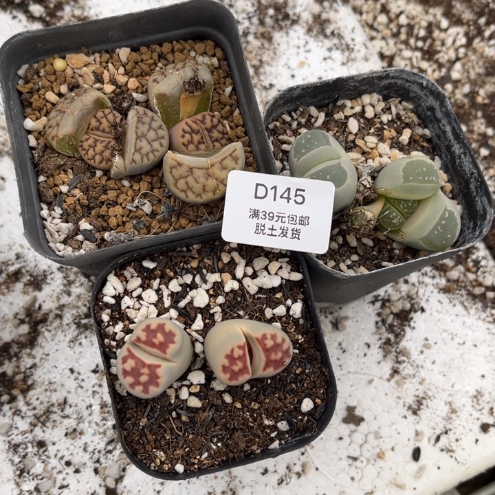 145多肉哈哈哈哈哈哈哈