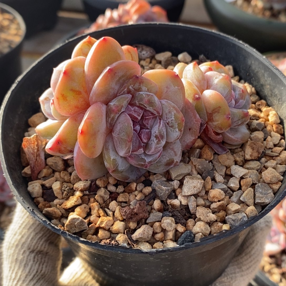 三头绿地紫心粗腿