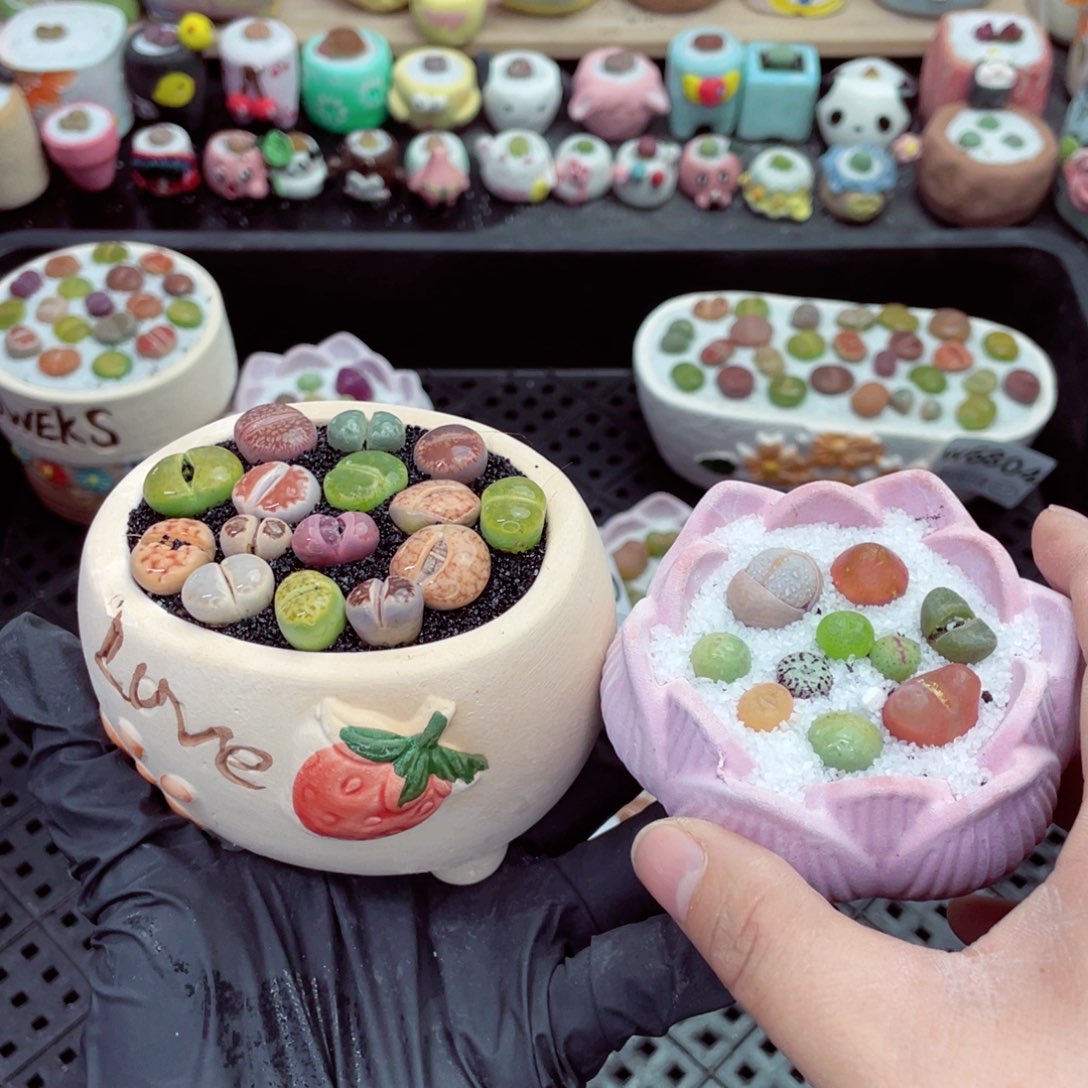 w6805 带盆土发货-零下地区拍保温箱