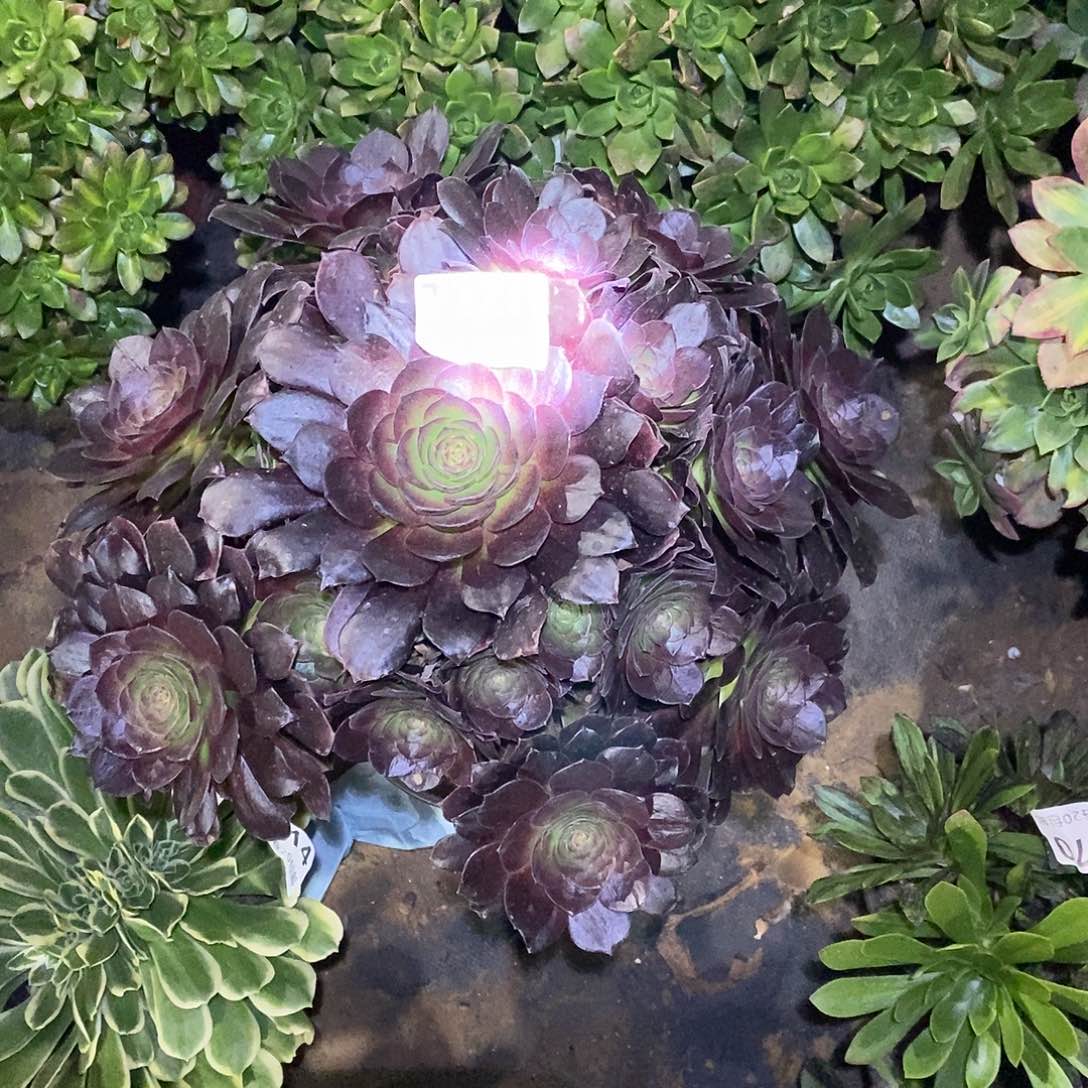 727赤焰莲多肉植物