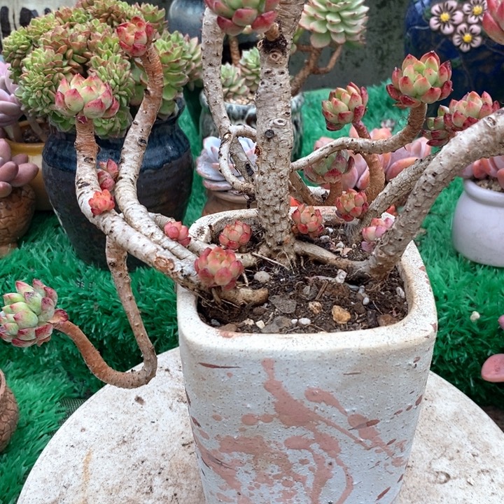 蓝苹果整无砍多肉