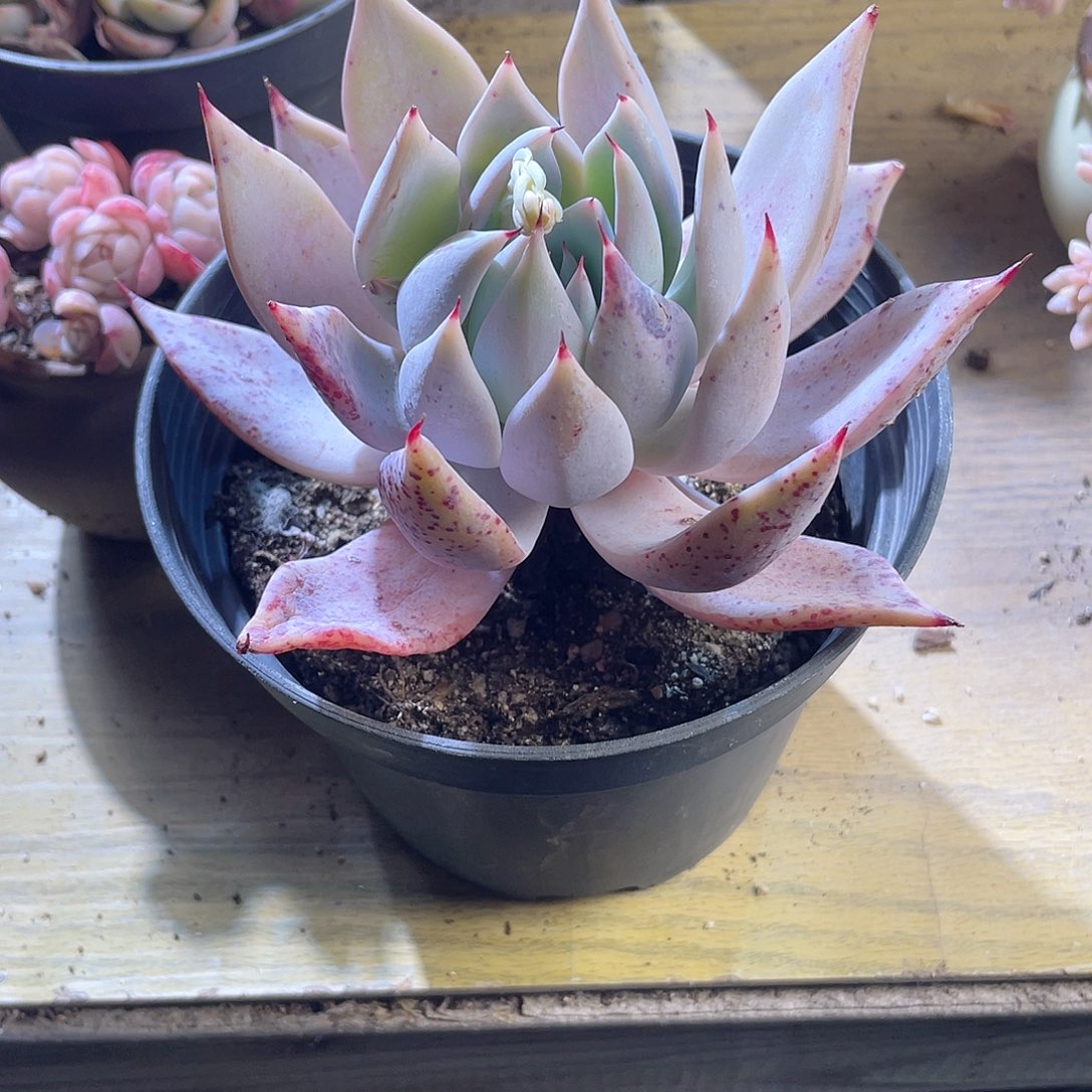 2428  白玉菇 六月六