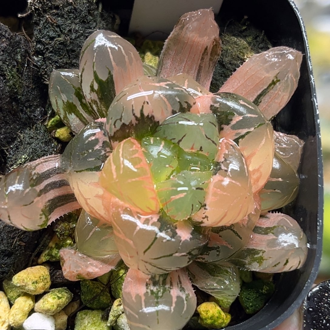 57冰灯玉露锦福利专场