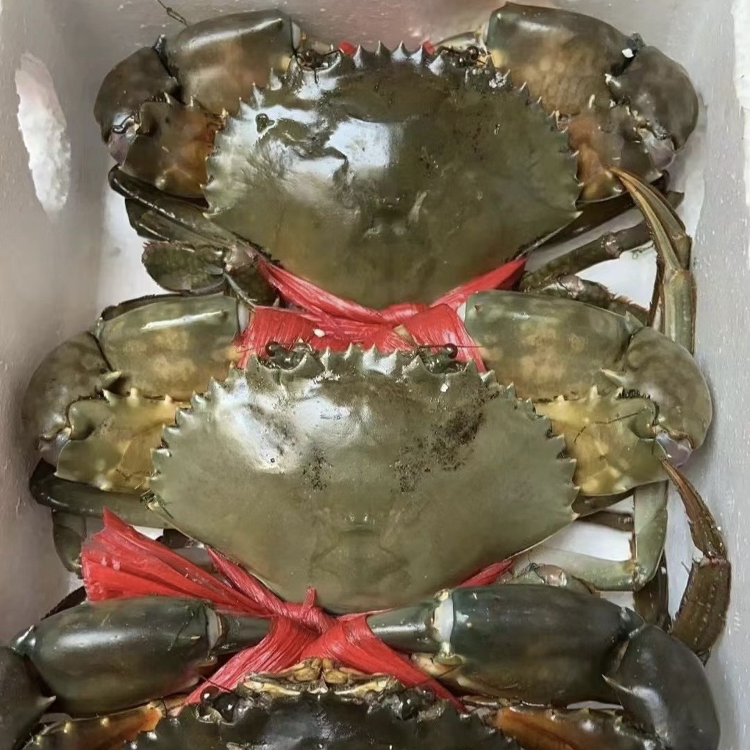 单只青蟹【直播间现称链接】