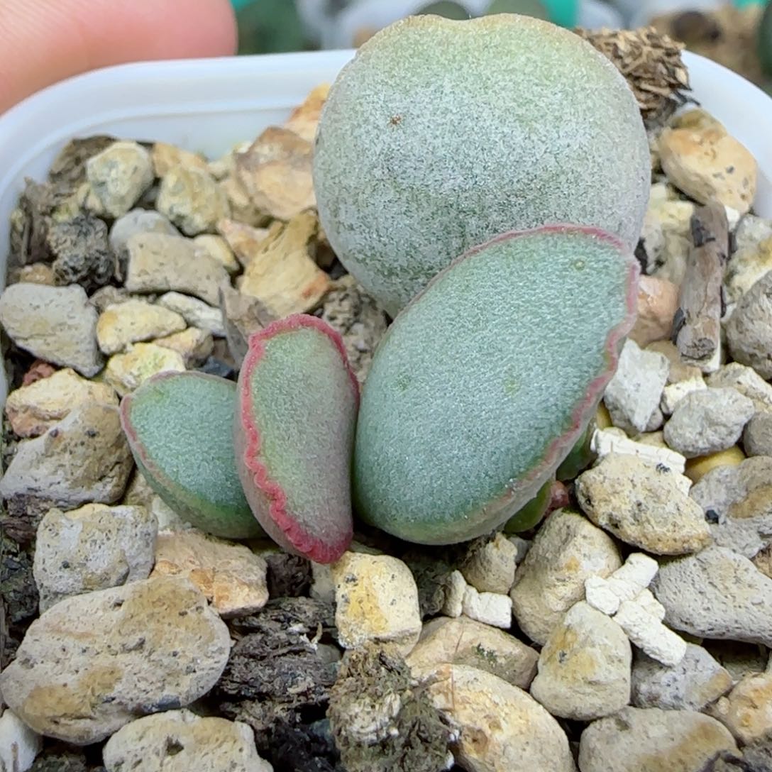 实生蛋叶插，带盆发