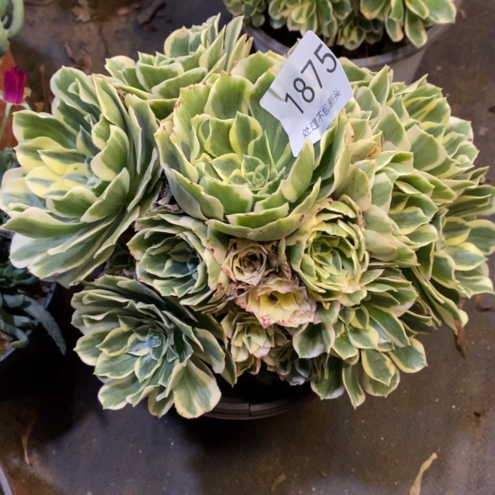 迈巴赫多肉断头不包1875