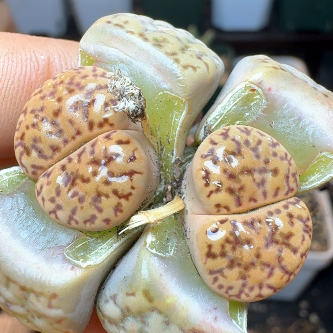 389双头。00000000000