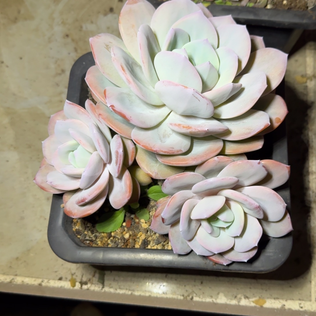 奶茶 3头 一物一拍