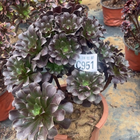 951欧紫不包断枝