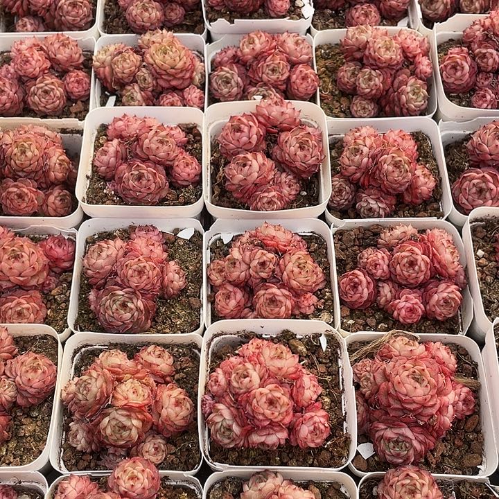 摩卡12.8一盆88888888