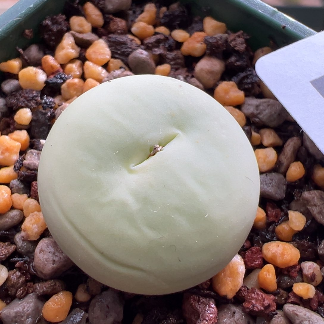 824。大鸽子蛋母本