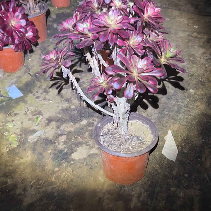 多肉法师植物链接瑕疵80
