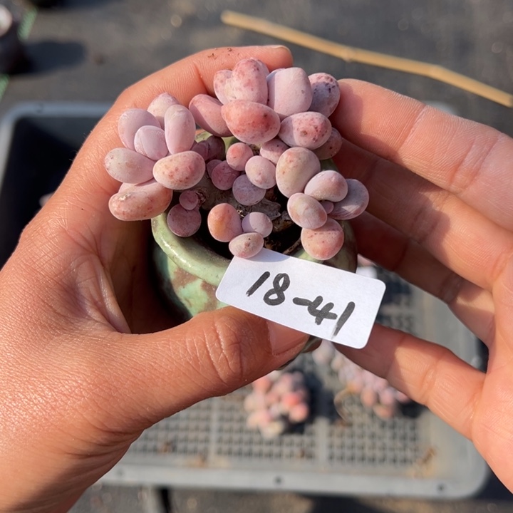 18-41奶酪小鹿园艺