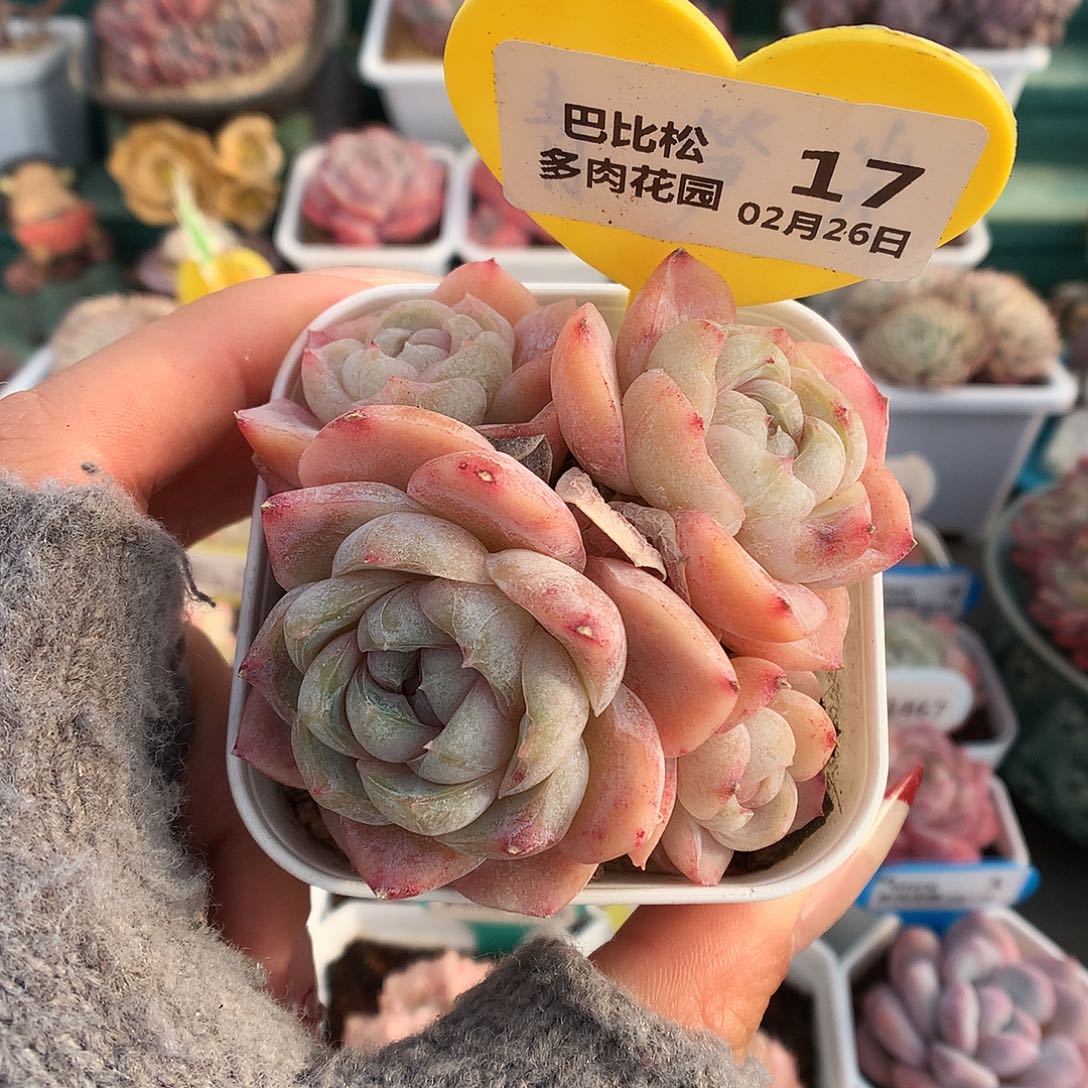 17四头胖虎群多肉植物