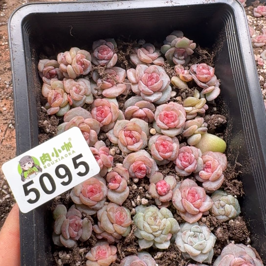 ****a多肉植物多肉植物