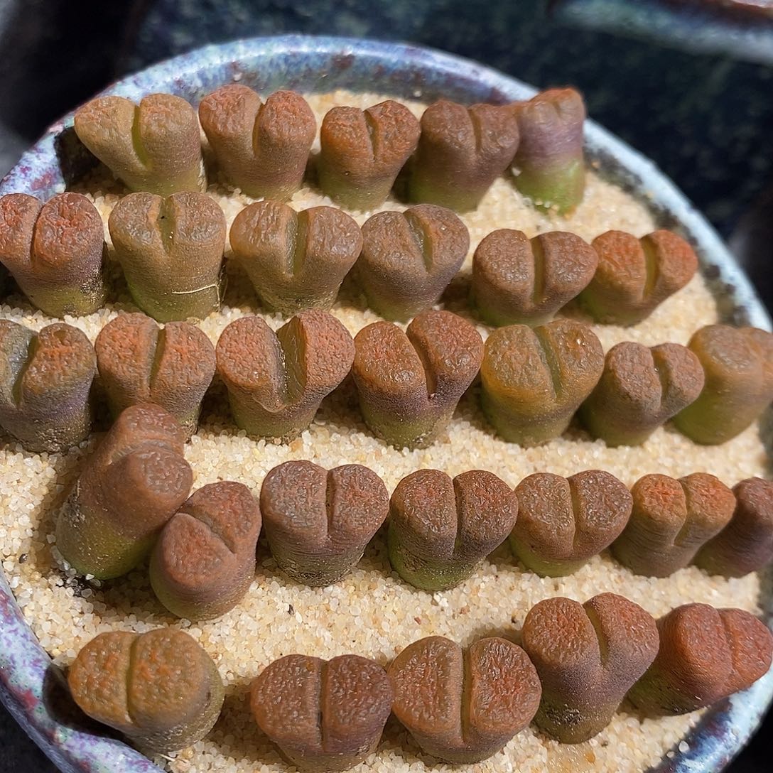 一颗超级蛋糕风铃。  