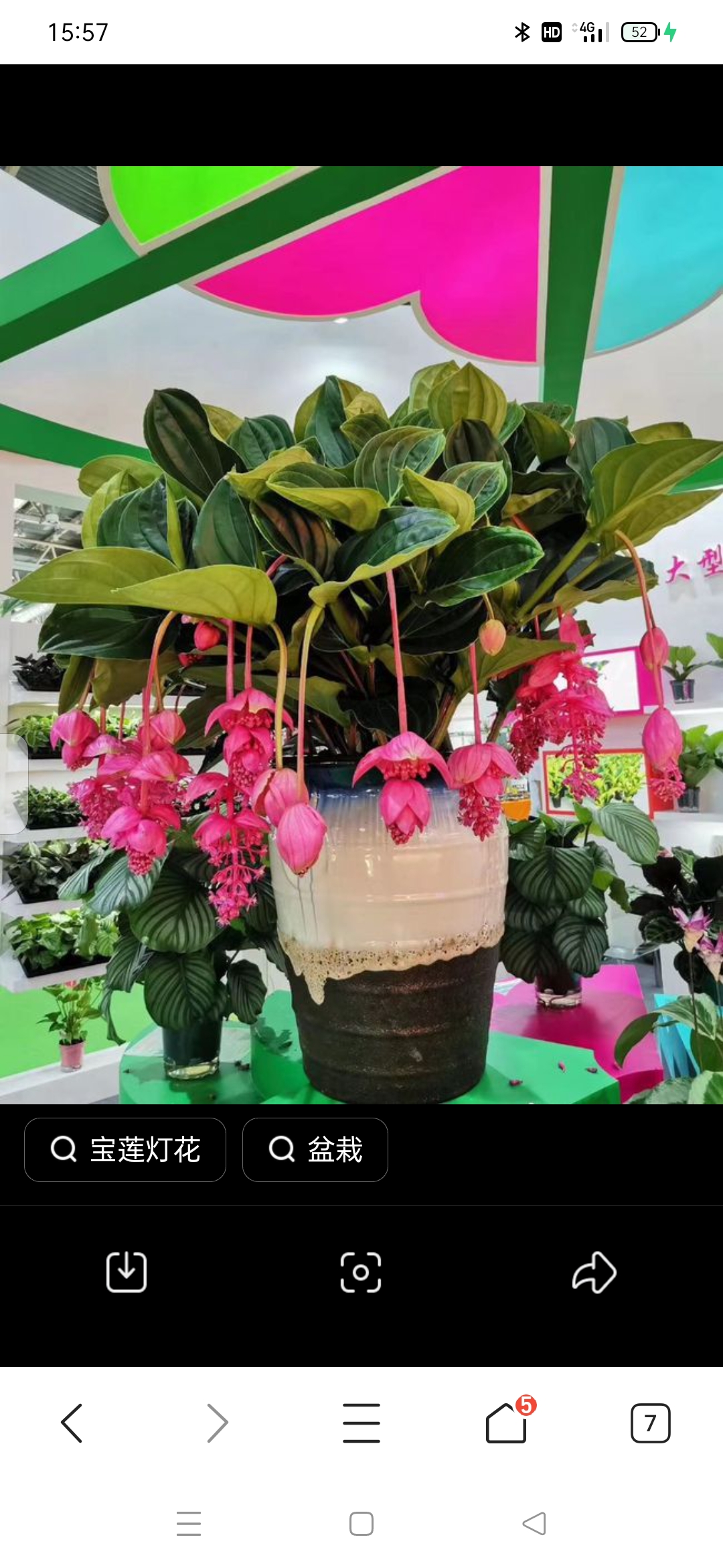 宝莲灯花掉一苞赔付5元