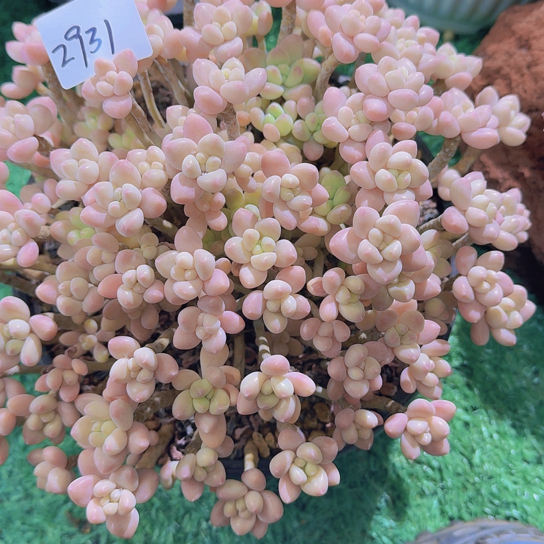 欢****72931奶酪蛋糕多肉