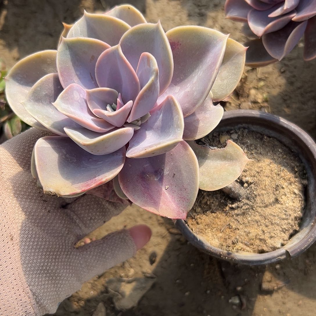 多肉植物紫珍珠老庄