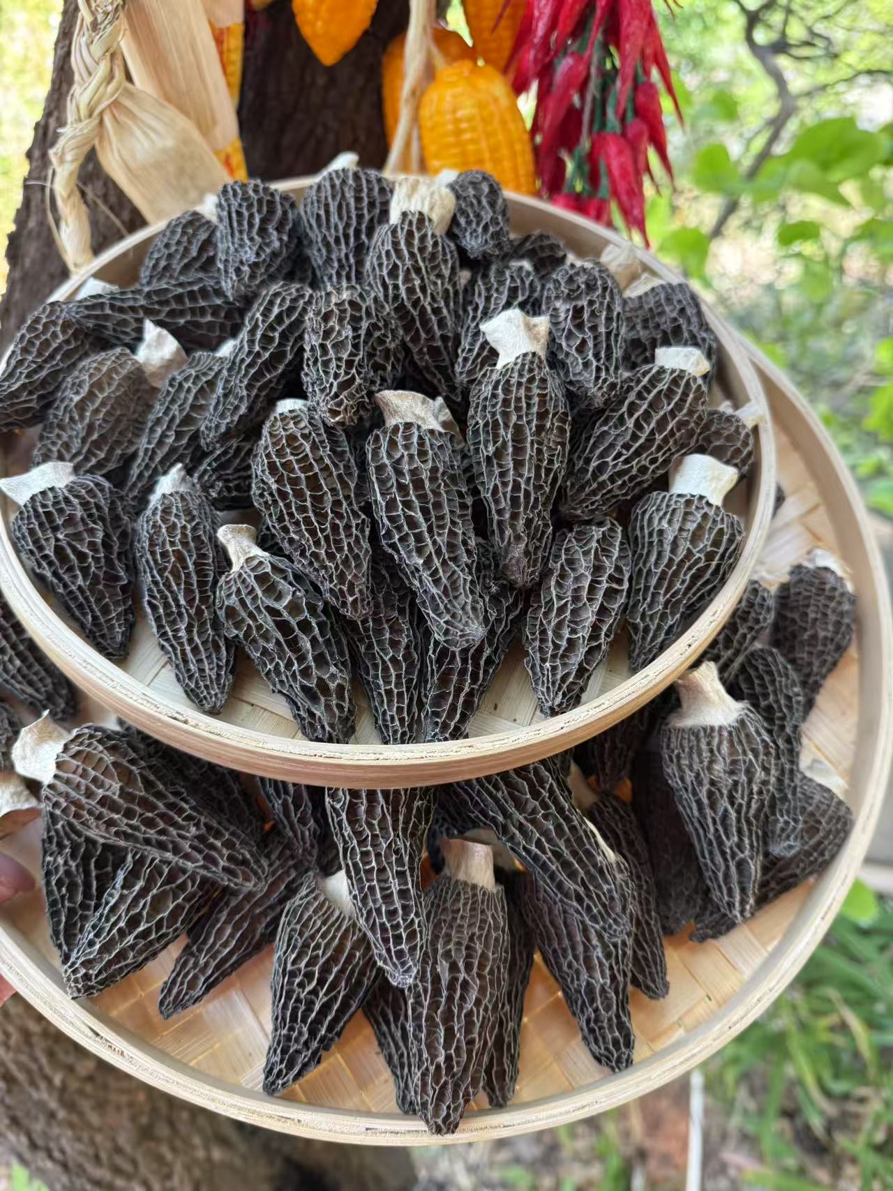 云南羊肚菌头茬6妹肉厚无硫无沙精品顶呱呱