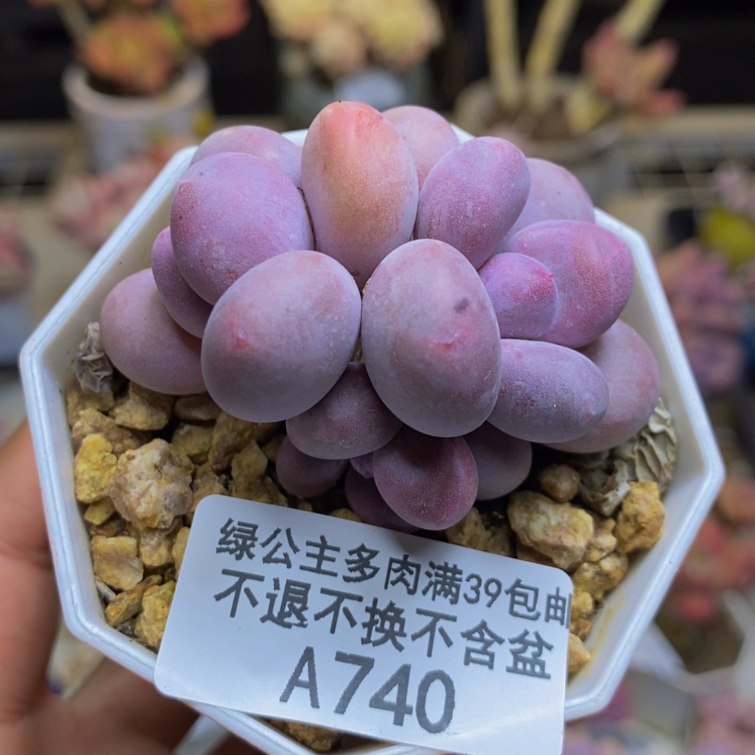 740糖豆奶多肉4cm