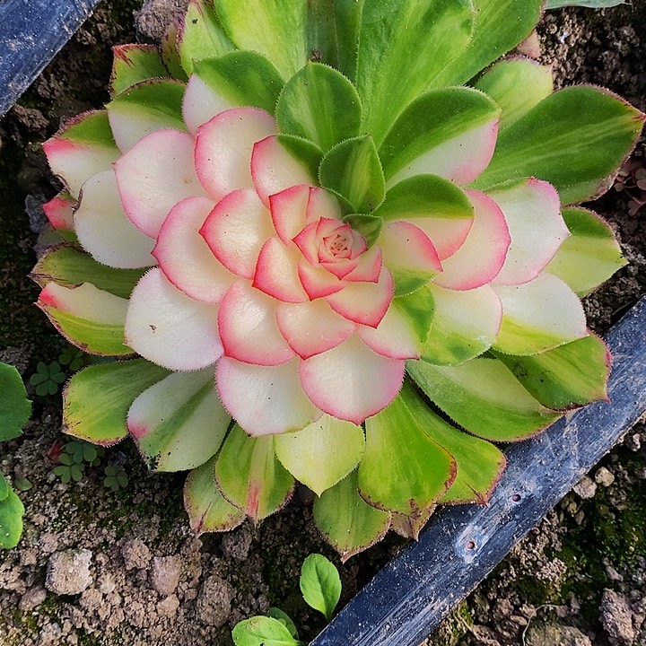 知否一圈侧芽多肉