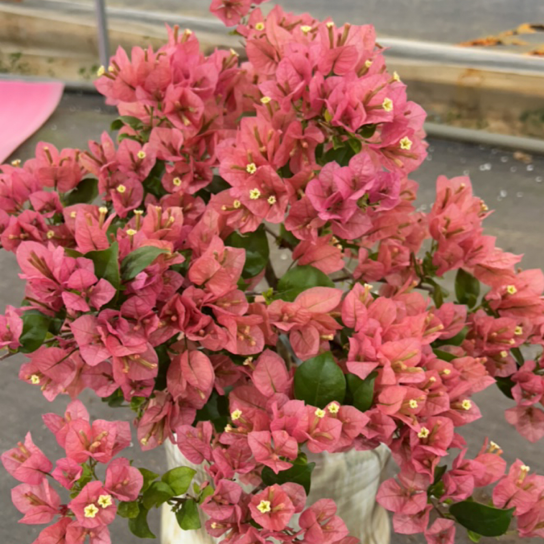 绿叶米罗 基地带花直发