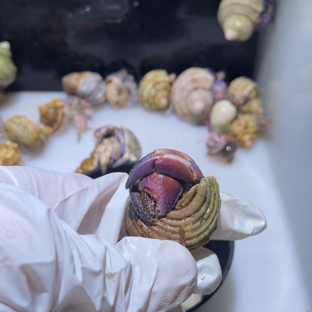 T12 寄居蟹紫陆少腿福利了2.0口