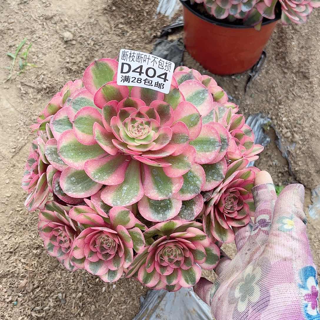 V. 404荔枝多肉1111