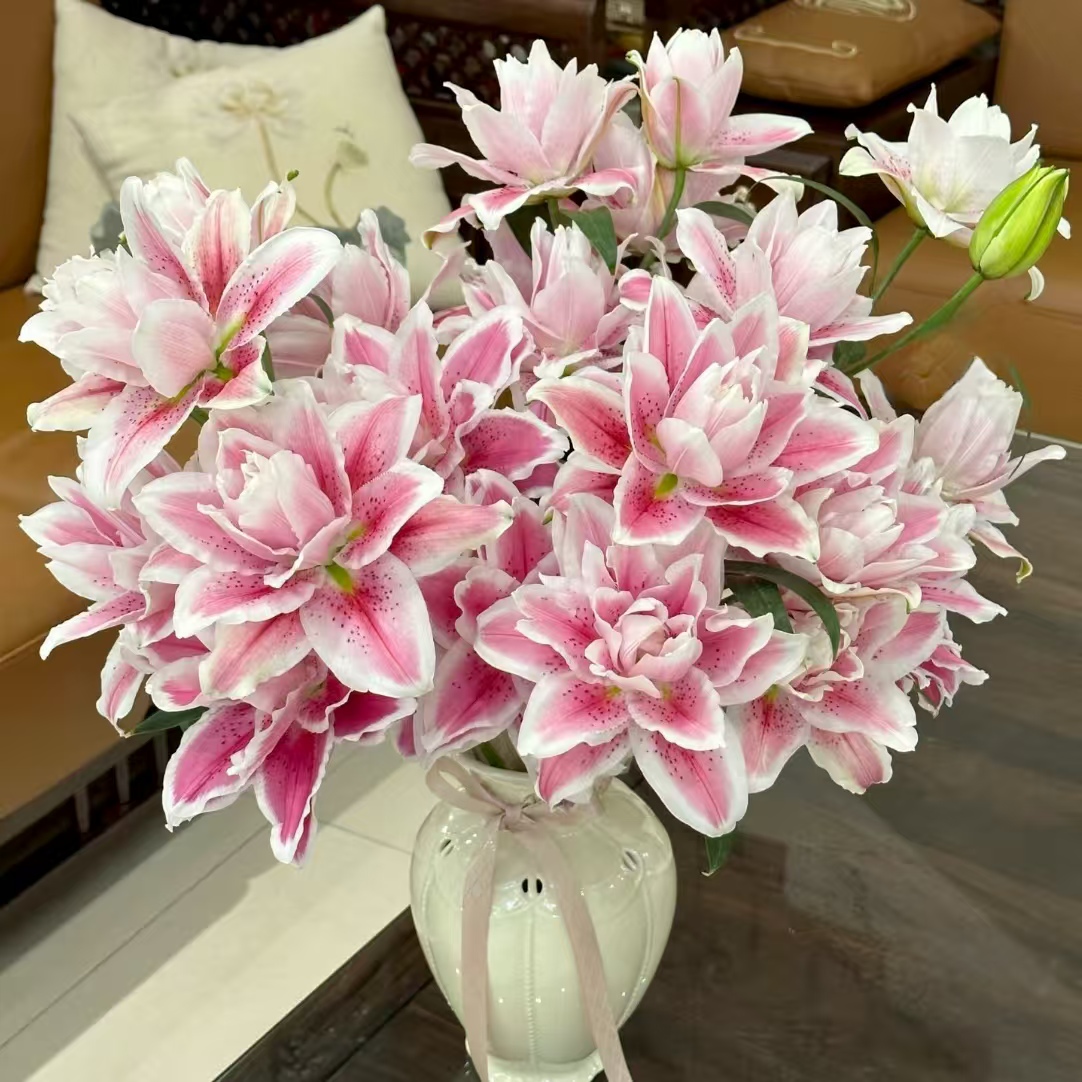 3枝火星之恋三头百合9个花苞（矮胖小花苞）(两单发顺丰或京东快递)