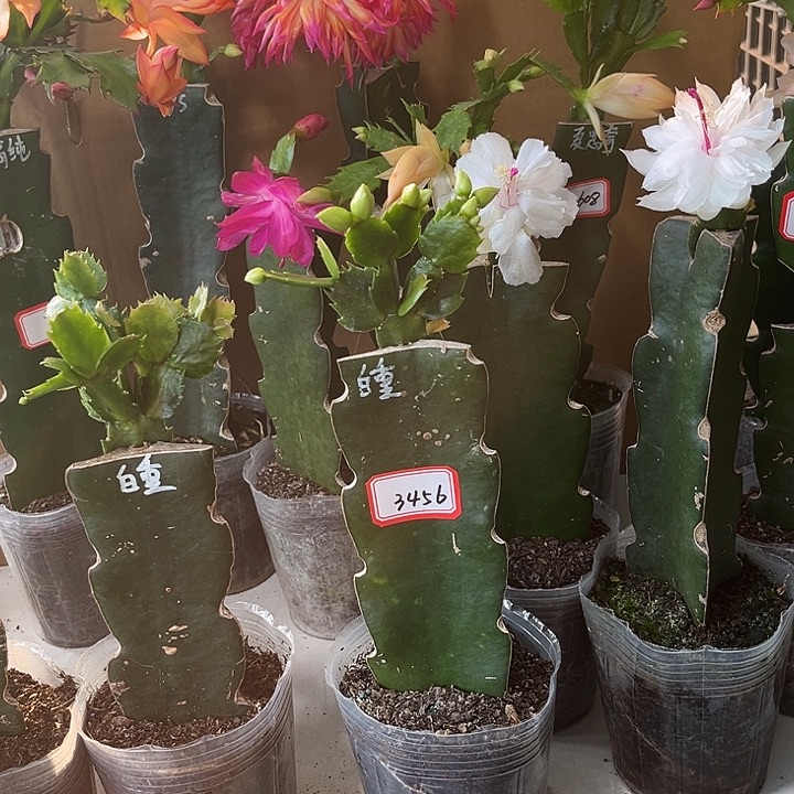 刚***好当前无花朵，栽培后可花朵白重