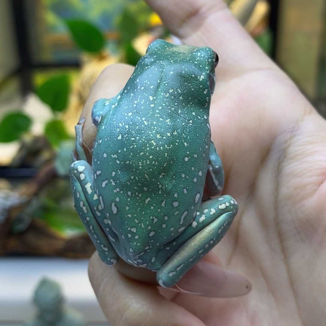 老爷树蛙澳蓝金小雪开播福利1️⃣