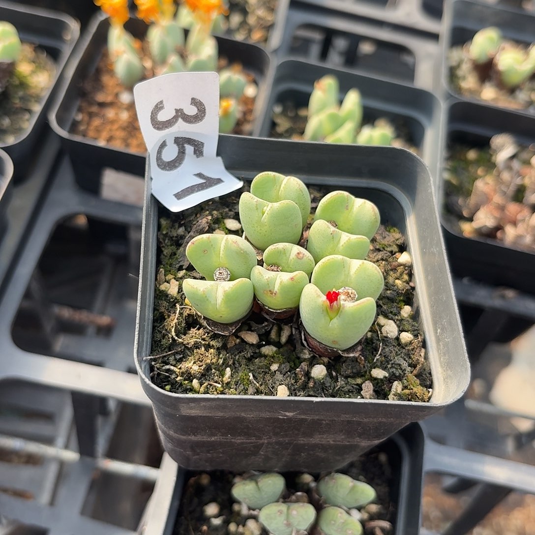 玉***你生石花一物一拍351