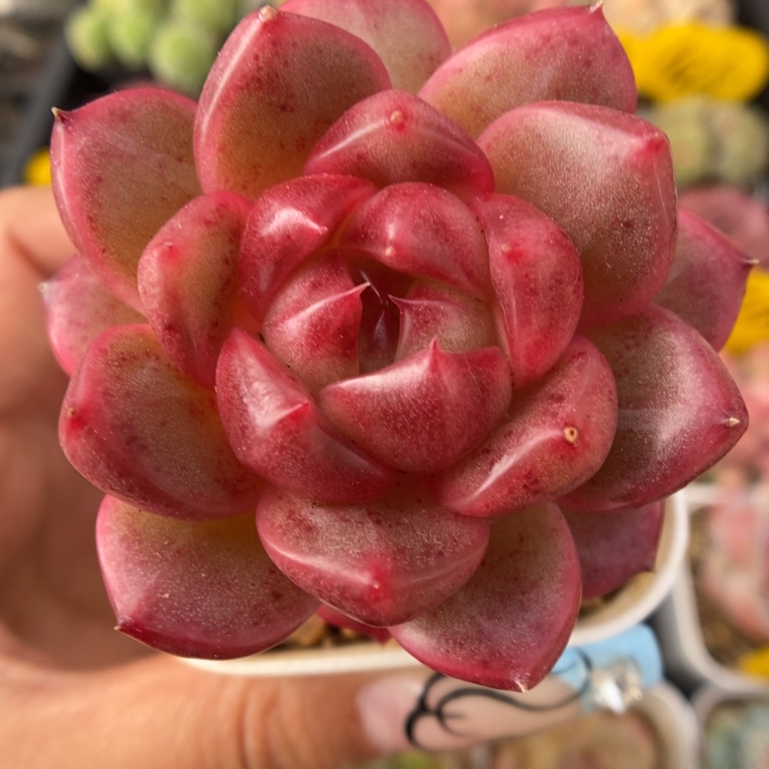 油透珍妮可拍675号。  