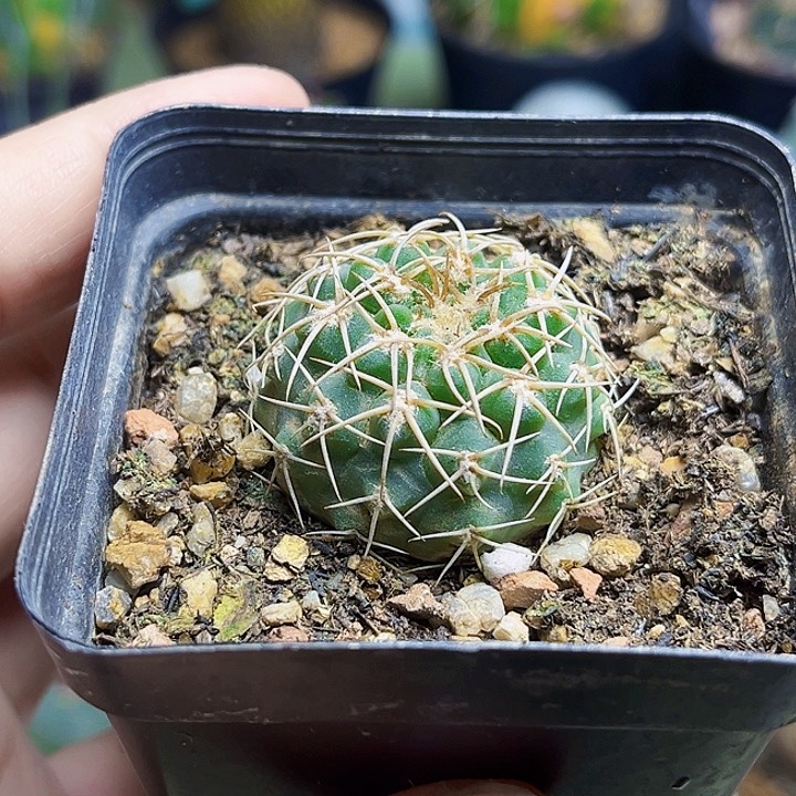 圣姿丸实生球一颗3.3公分