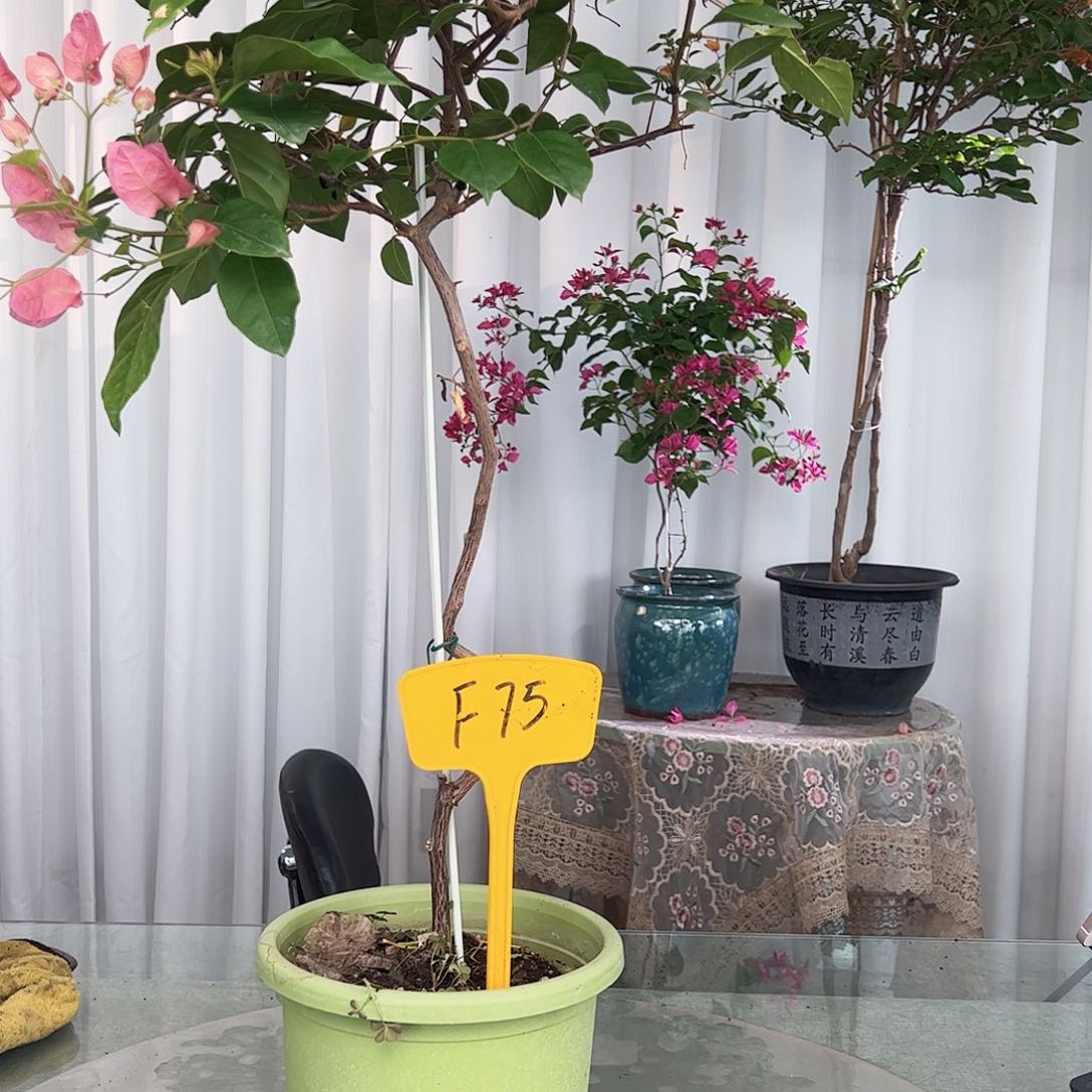当前无花栽培后可以开花浅**语F75橙粉公主