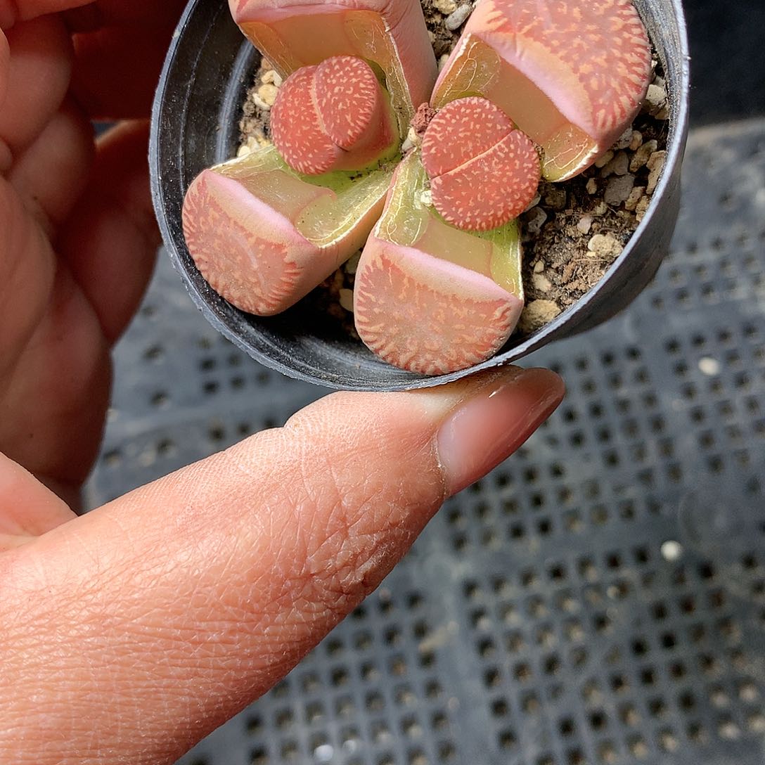 B164多肉植物保护研究所